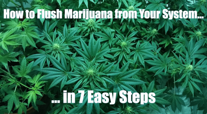 How To Get Weed Completely Out Of Your System