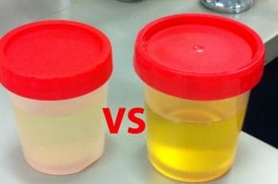 real and synthetic urine face off