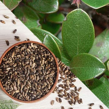 Ingredients of Clear Choice