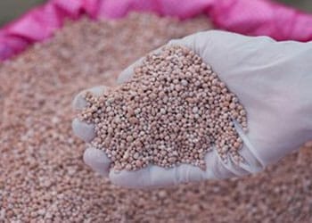 hands full of nitrogen fertilizer