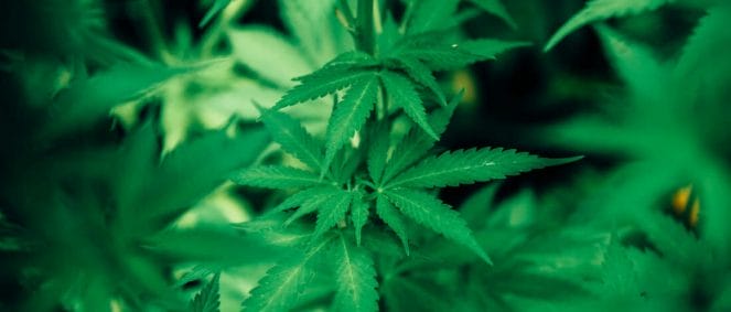 Close up shot of a cannabis plant