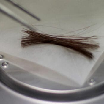 Hair strands in a sample plate for hair follicle drug testing